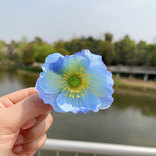 Pop of Blue Poppy Hair Clip